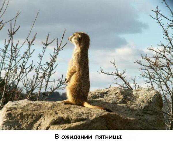 В ожидании пятницы