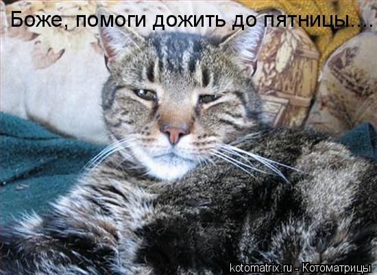 Кот ползает