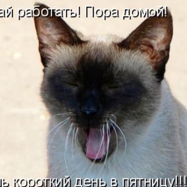 Пятница короткий день