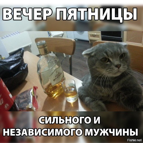 Сильный и независимый мужчина с котами