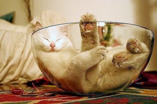 Кошки в пятницу