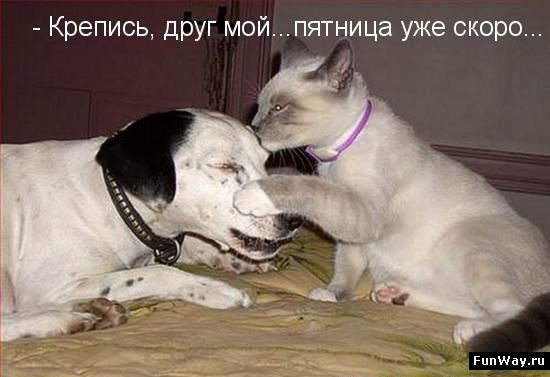 Пятница вечер цитаты смешные
