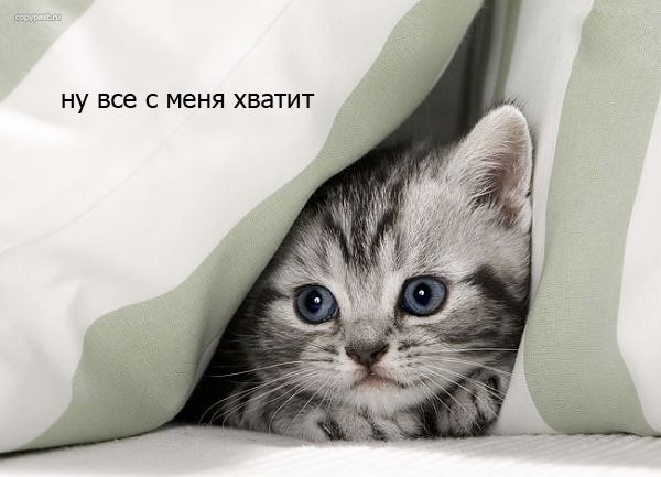Пятница котики картинки