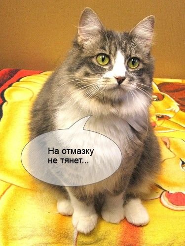В ожидании пятницы приколы