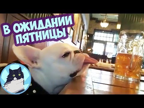 В ожидании пятницы приколы