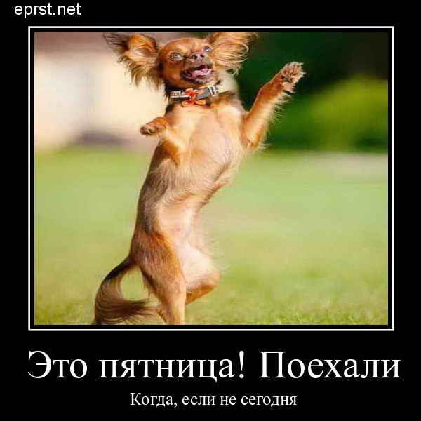 Пятница картинки с собаками