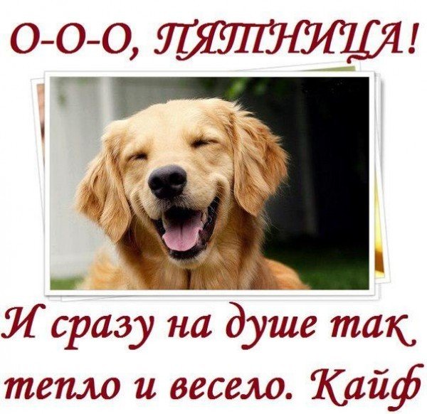 Ура пятница собаки