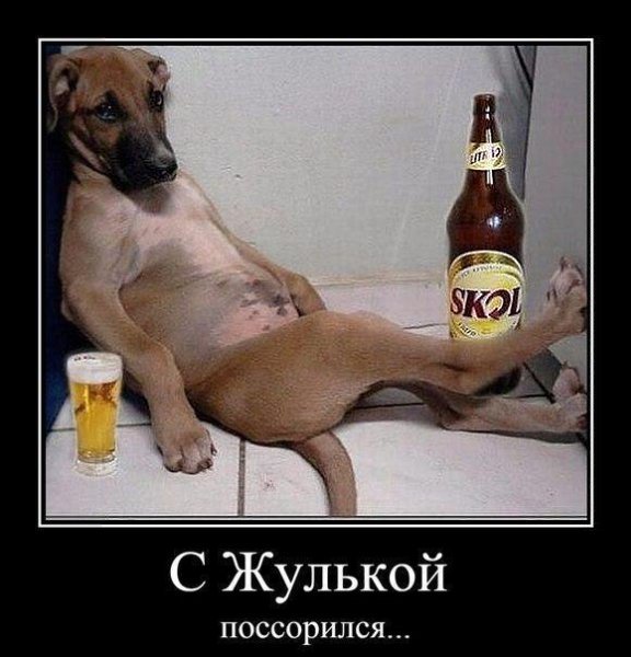 Собака бухает