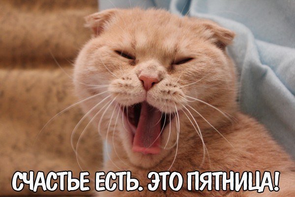 Кот пятница прикол