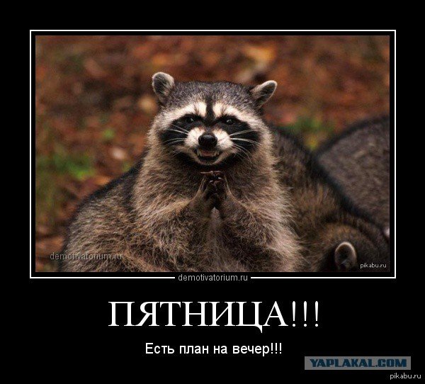 Пятница енот