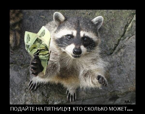 Пятничный енот