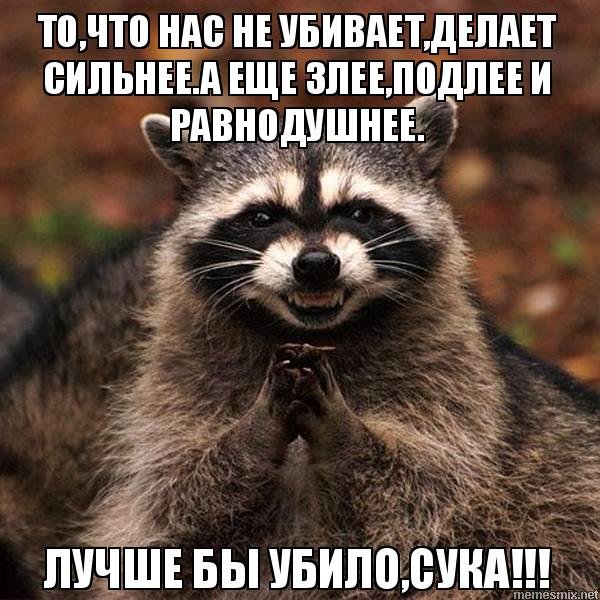 Коварный енот