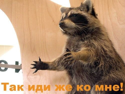 Енот царь