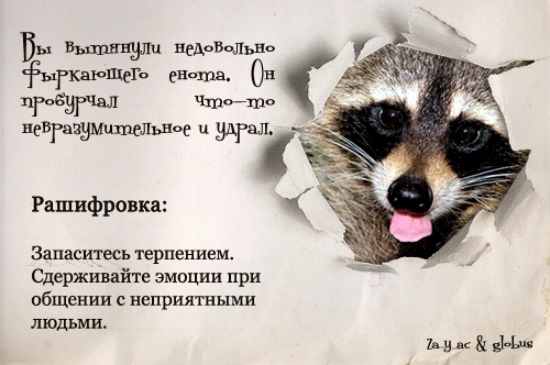 Доброе утро енот