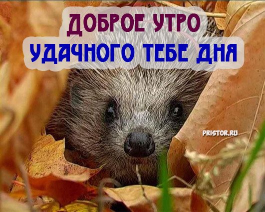 С добрым утром Ежик
