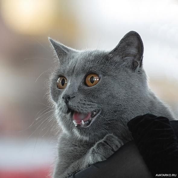 Пятница котики