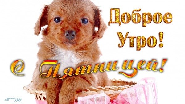 Открытки с добрым утром с собачками