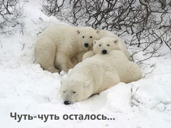 Белый медведь пятница