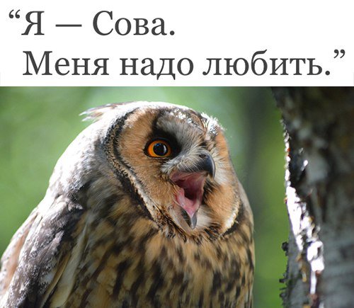 Пятничная Сова