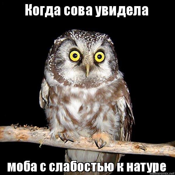 Сова Мем