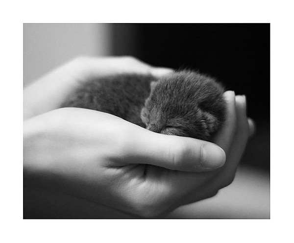 Черный котенок на ладошке