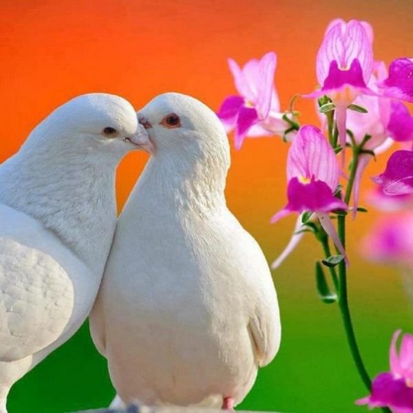 Картинки голубей счастья (41 фото)