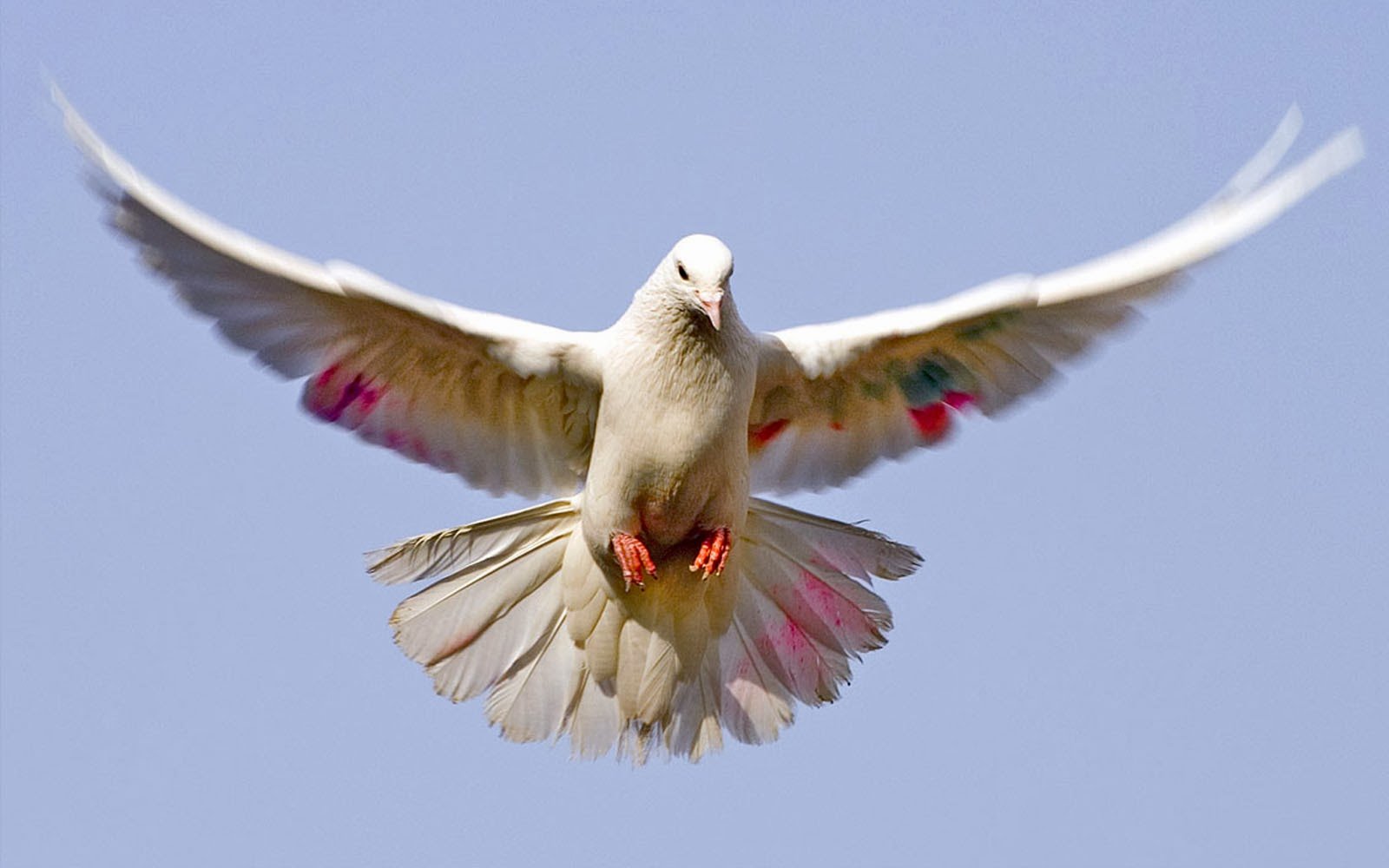 Песня птица взлетает в небо. Голубь в полете. Белый голубь. Парящий голубь. Белый голубь в полете.