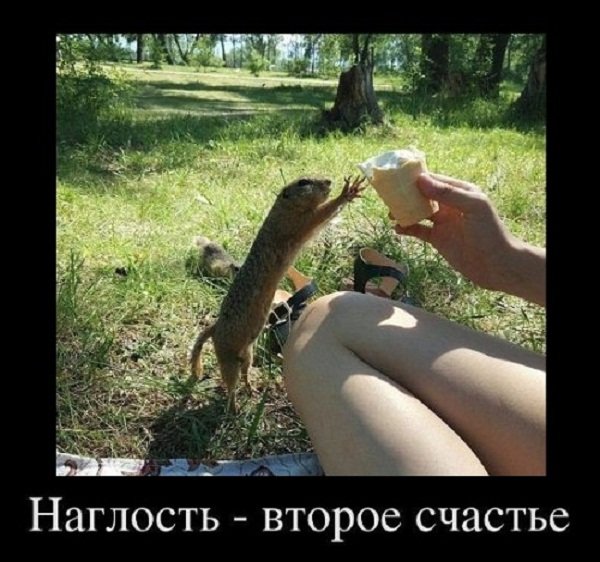 Наглость второе счастье а первое я