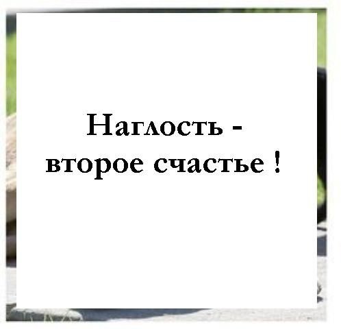 Наглость второе счастье фото