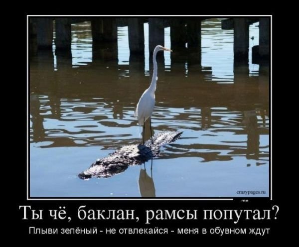 Наглые Чайки