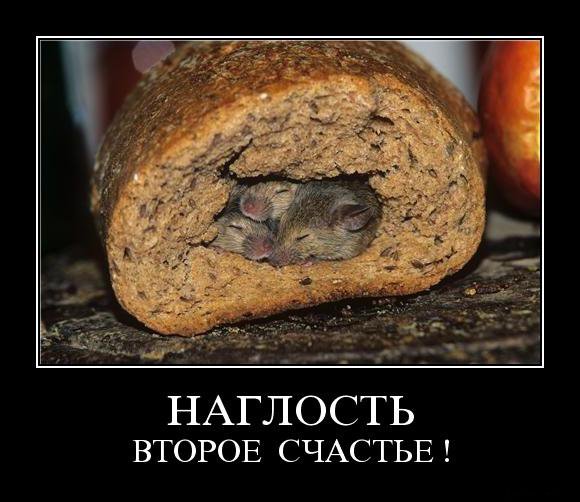 Наглость второе счастье