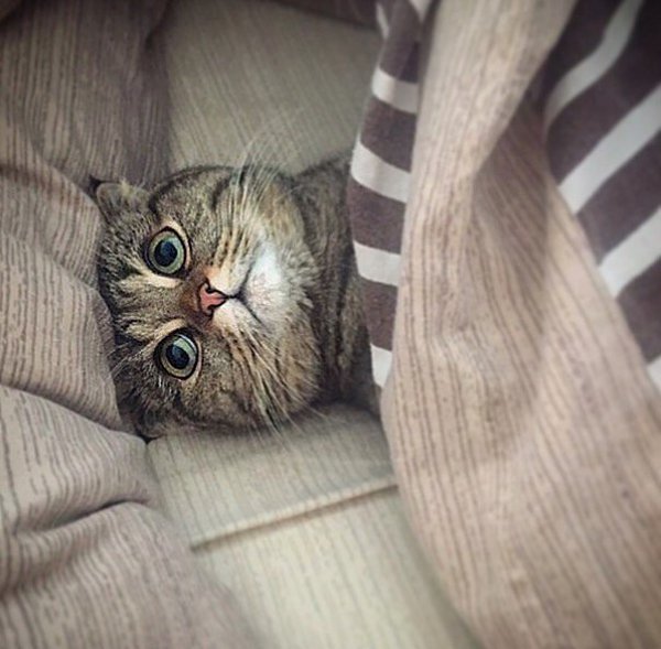 Доброе утро Сонный котик