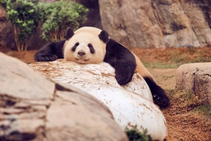 Картинка с пандой доброе утро