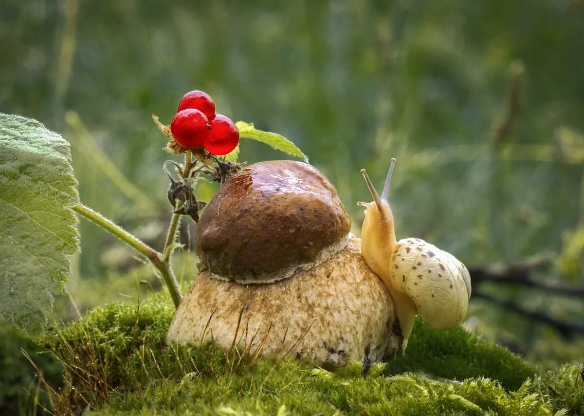 Мир природы грибы. Красивые улитки. Улитка на грибе. Красивые грибы. Улитка осенью.