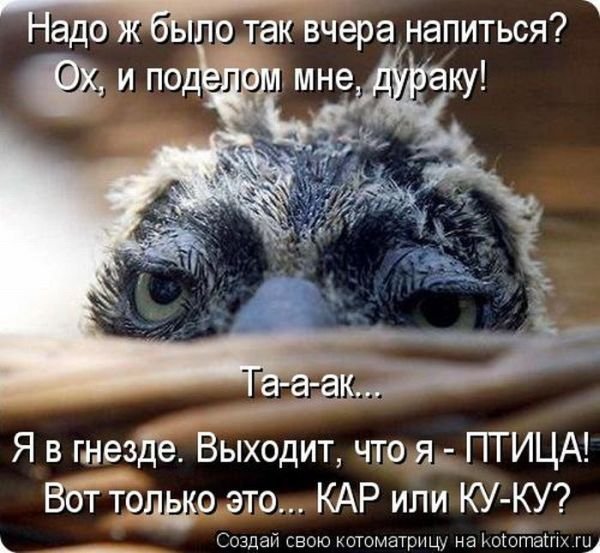 Доброе утро птички смешные