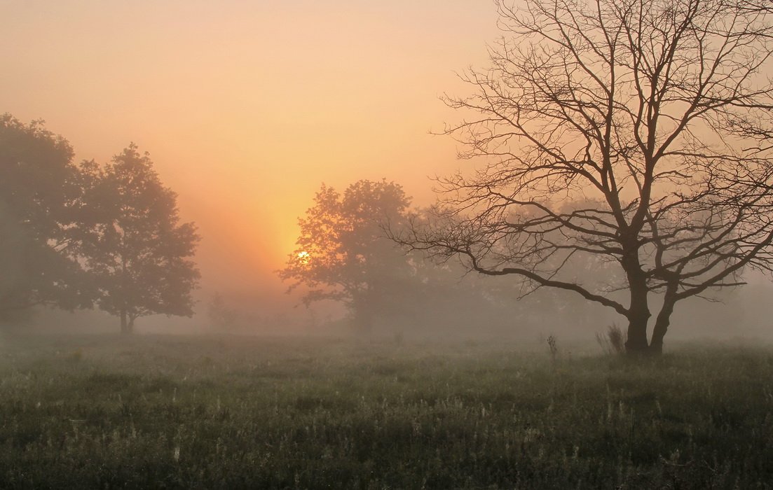 Раннее утро 4 буквы. Утренний туман. Туманное утро. Туманный пейзаж. Утро туман.