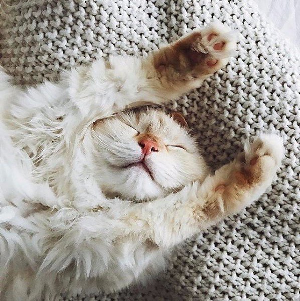 Доброе утро котенок