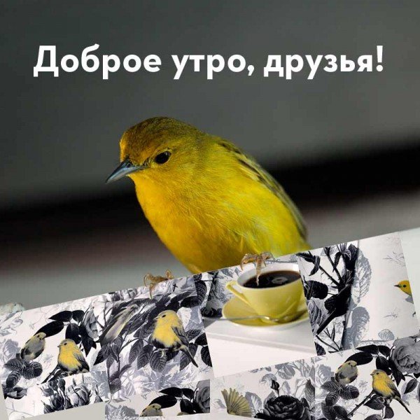 Доброе утро с птицами