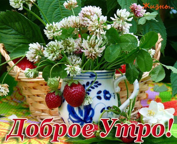 Доброе утро дачники