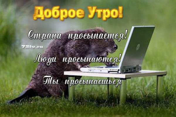 Доброе утро бобер