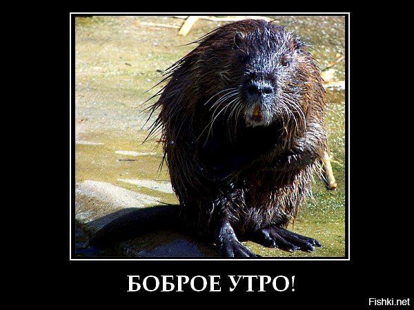 Доброе утро бобер