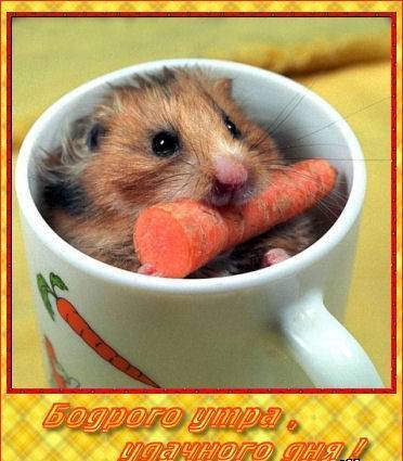 Милые мышки