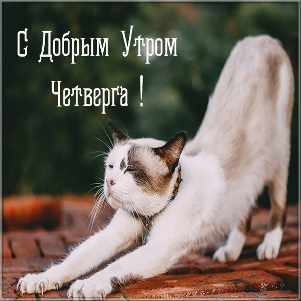 Доброе утро хорошего четверга