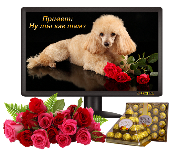 Галчонок как дела