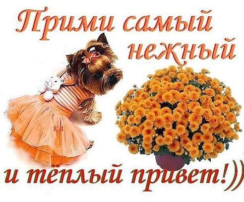 Приветик сестренка