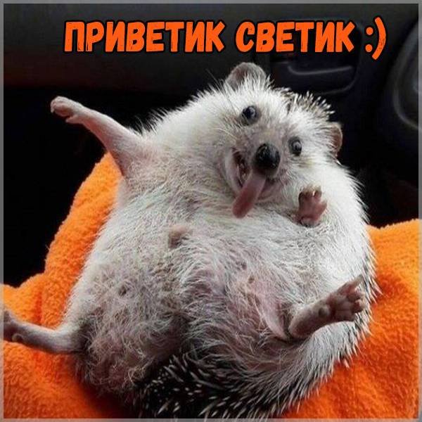 Светик приветик