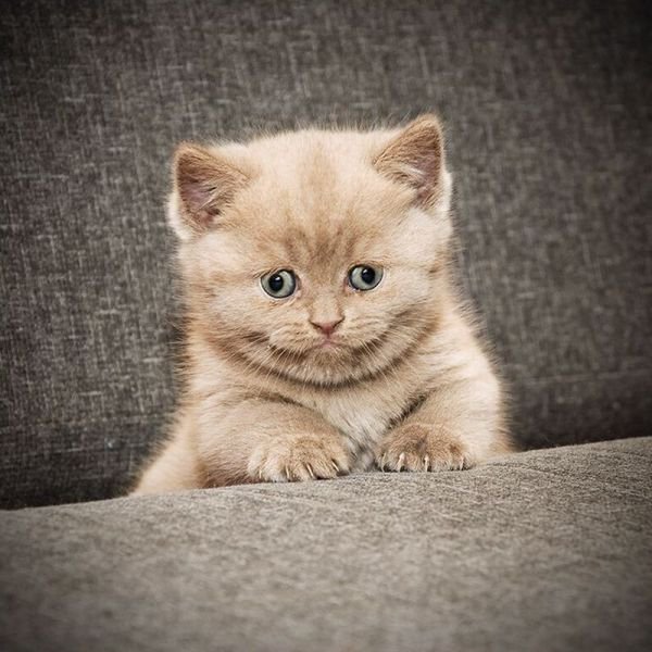 Привет от котика