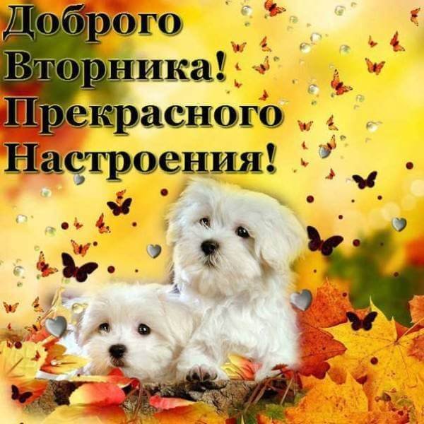 Доброе утро вторника
