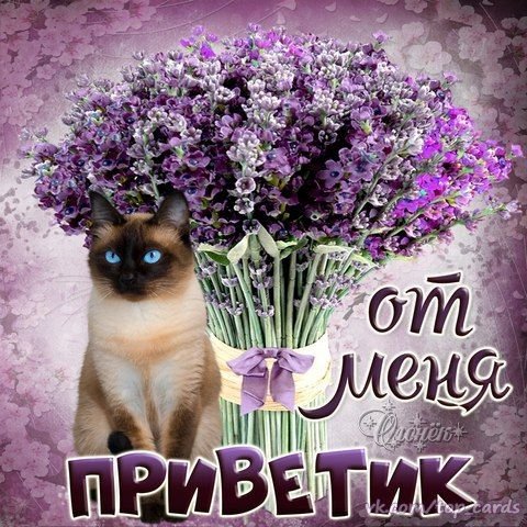 Привет Марина
