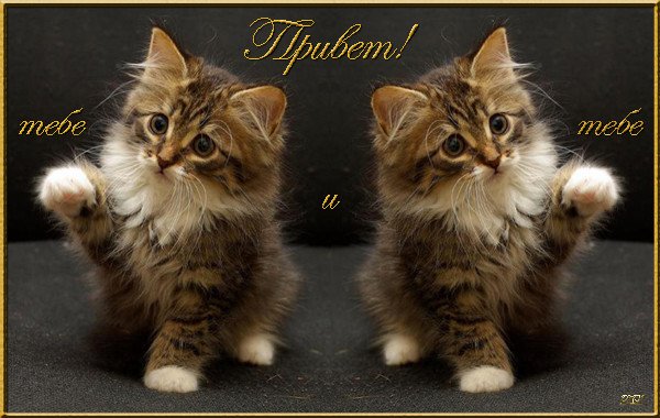 Кошачий приветик